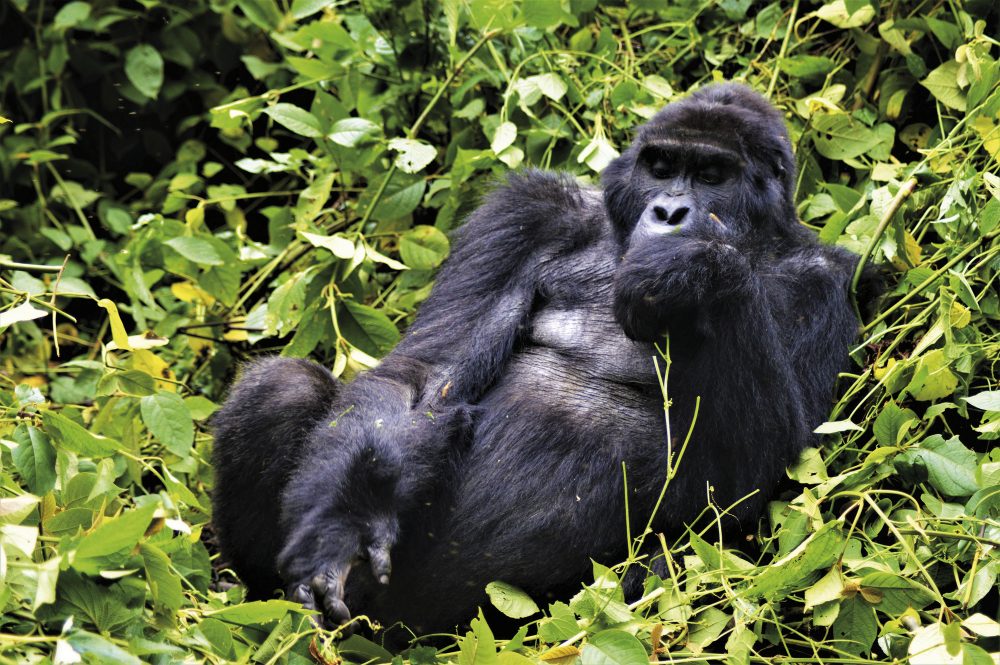 Ikarus Tours - Uganda: Berggorillas & Schimpansen