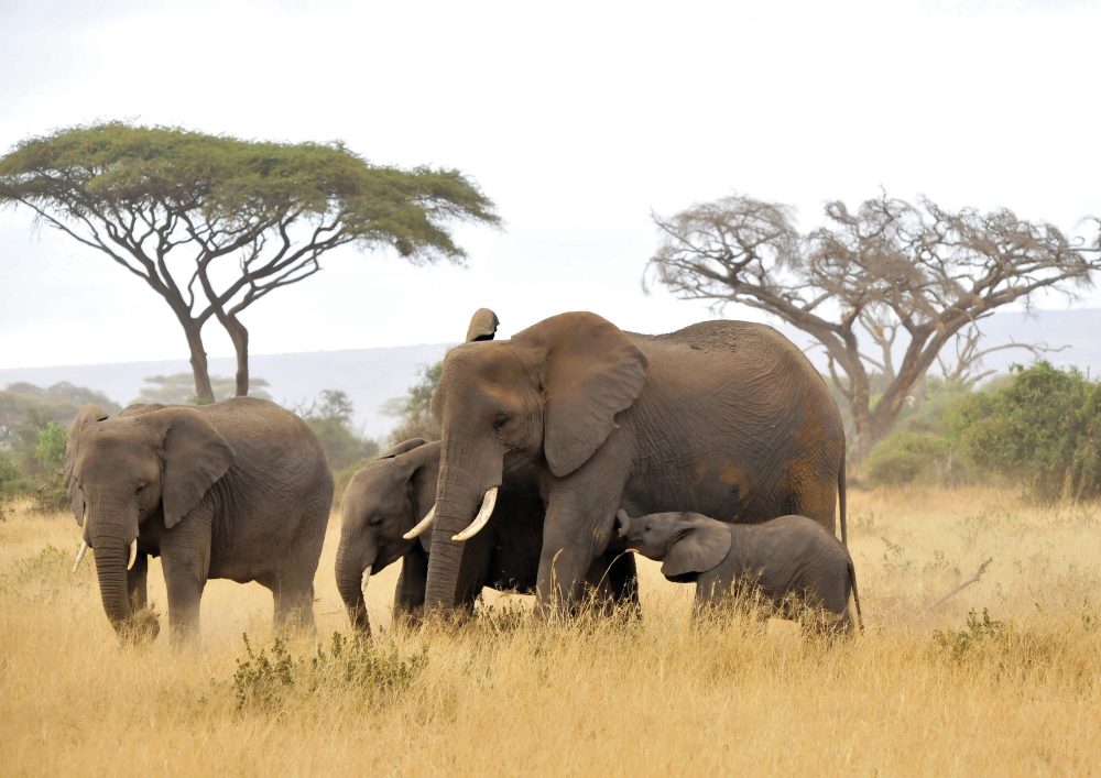 Ikarus Tours - Tanzanias atemberaubende Tierwelt