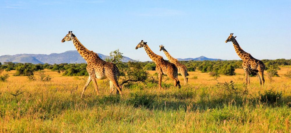 Chamäleon - Kenia Masai Mara 15 Tage Erlebnisreise