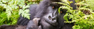 Chamäleon - Uganda Gorilla 15 Tage Erlebnis-Reise