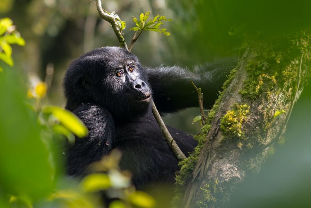 Intrepid Travel - Rwanda Gorilla Naming Ceremony & Uganda