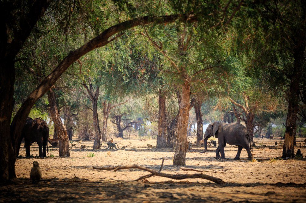Hauser exkursionen - Sambia - Zeit für die Wildnis mit Egmont Strigl