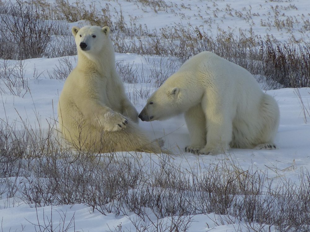Ikarus Tours - Eisbären an der Hudson Bay