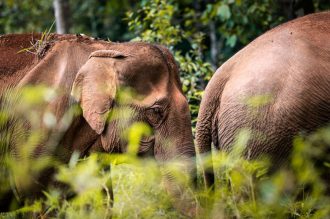 DIAMIR Erlebnisreisen - Kambodscha - Elefantenpfade und Tempelgänge