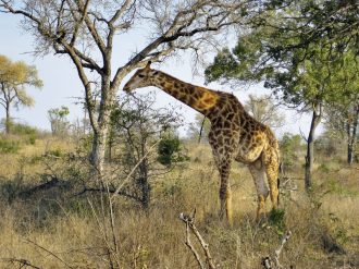 Meiers Weltreisen - Mpumalanga - Im Reich der wilden Tiere
