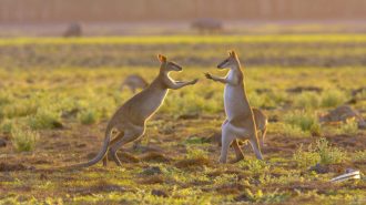 DIAMIR Erlebnisreisen - Australien - Frühstück mit Kängurus