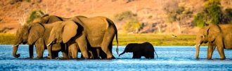 Chamleon - Simbabwe Sambesi 21 Tage Erlebnis-Reise