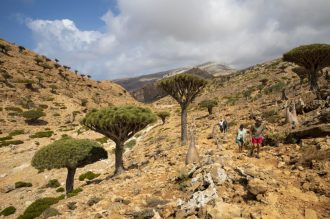 DIAMIR Erlebnisreisen - Jemen - Sokotra – Das Galapagos des Indischen Ozeans