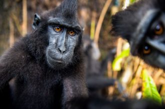 DIAMIR Erlebnisreisen - Indonesien | Sumatra • Sulawesi - Blind Date der Affen