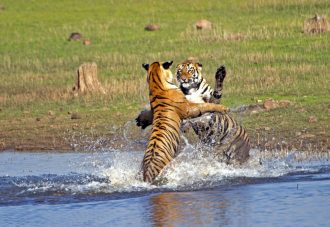 DIAMIR Erlebnisreisen - Indien | Madhya Pradesh • Maharashtra - Monsun-Tigersafari im Pench- und Tadoba-Nationalpark