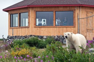 DIAMIR Erlebnisreisen - Kanada | Manitoba - Sommer-Lodgesafari im Eisbärenland