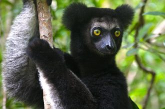 DIAMIR Erlebnisreisen - Madagaskar - Mit Madagaskars Menschen und Lemuren auf Du und Du