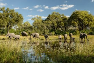 DIAMIR Erlebnisreisen - Botswana • Simbabwe - Kalahari-Löwen, Springböcke und Lechwe-Antilopen