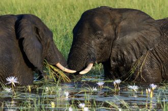 DIAMIR Erlebnisreisen - Südafrika • Simbabwe • Botswana - Entdeckungen im Safariparadies