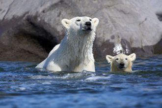 DIAMIR Erlebnisreisen - Kanada | Manitoba - Eisbären und Belugas am Churchill River