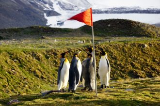 DIAMIR Erlebnisreisen - Antarktis - Tierparadiese Falkland und Südgeorgien