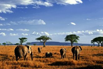 Studiosus - Tansania - auf Safari