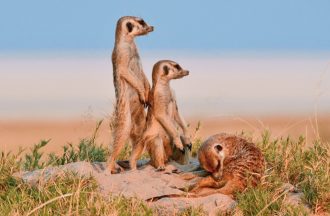 Meiers Weltreisen - Der Herzschlag Afrikas (8 Nächte ab Maun)