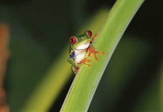 Dertour - Abenteuer zwischen Vulkan und Regenwald (letzte Nacht in San José)