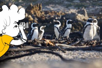 DIAMIR Erlebnisreisen - Südafrika - Mit Kind und Kegel entlang der Garden-Route
