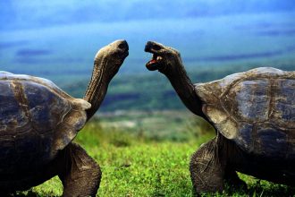 Marco Polo Reisen - Ecuador – Galapagos - Abenteuer am Äquator