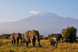 DIAMIR Erlebnisreisen - Kenia - Elefanten am Kilimanjaro und Schildkröten am Indischen Ozean