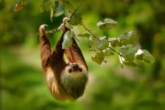 DIAMIR Erlebnisreisen - Costa Rica - Abenteuer in der Heimat des Faultiers