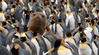 DIAMIR Erlebnisreisen - Neuseeland • Subantarktische Inseln - Unterwegs in Naturparadiesen und im „Galapagos des Südens“