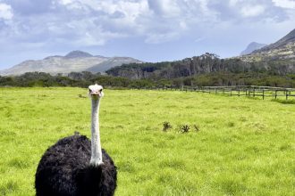 Marco Polo Young Line Travel -  bei Kulturreisen.de