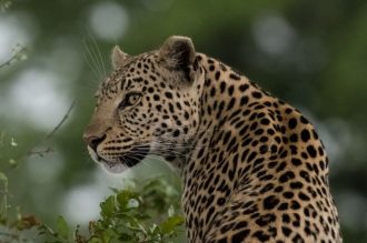 DIAMIR Erlebnisreisen - Botswana • Simbabwe - Wüstensand und Wasserwelt