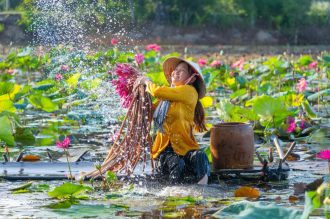 DIAMIR Erlebnisreisen - Vietnam • Kambodscha - Lotusblüten und Legenden: Vietnam und Kambodscha in voller Pracht