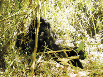 Ikarus Tours - Uganda: Berggorillas & Schimpansen