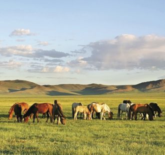 Ikarus Tours - Mongolei - auf den Spuren der Nomaden