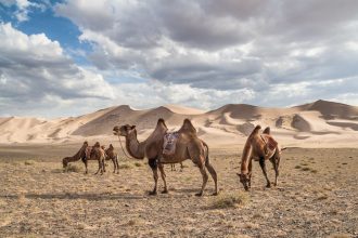 Intrepid Travel - Mongolia’s Naadam Festival