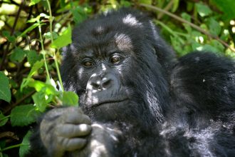 Intrepid Travel - Uganda Gorilla Short Break: Original