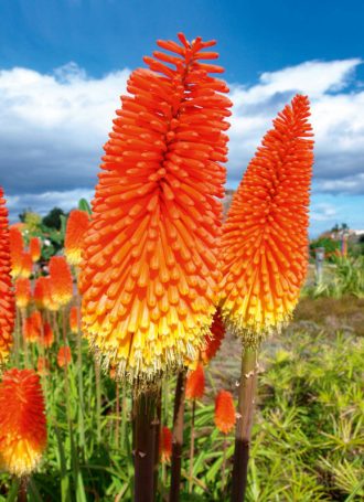 Wikinger Reisen - Madeira für Alleinreisende