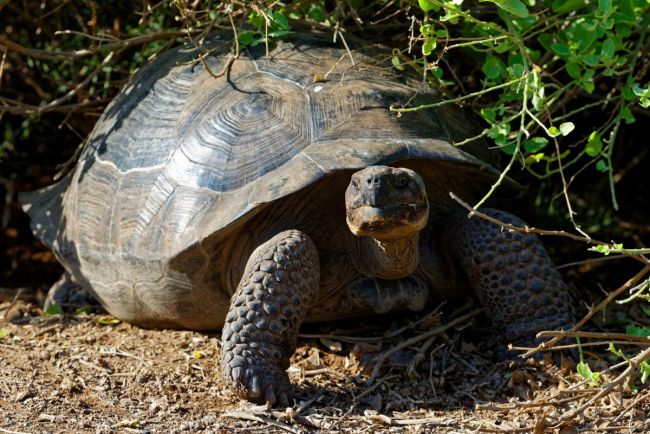 Riesenlandschildkröte