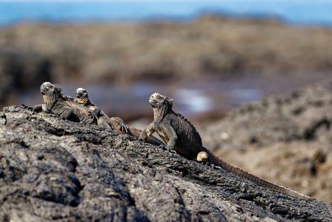 Meerechsen auf Isabela