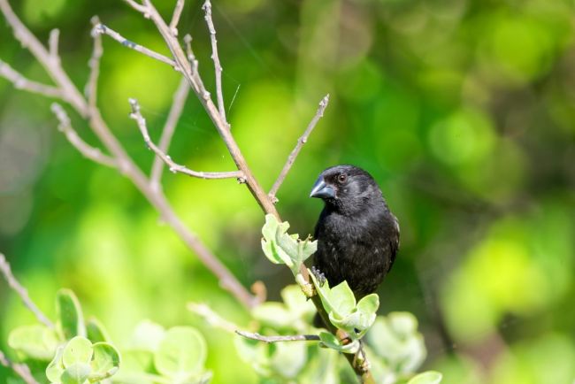 Darwinfinke Urbina Bay auf Isabela