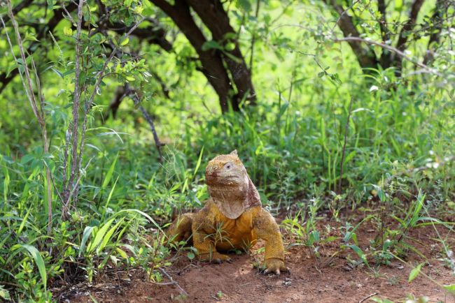 Landleguan im Holand auf Santa Cruz