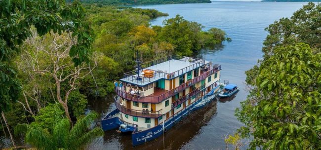 Faultier im Amazonas-Regenwald