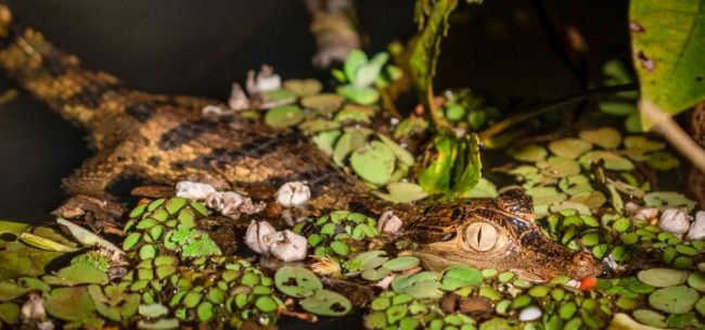 Aras im Amazonas-Dschungel, Brasilien