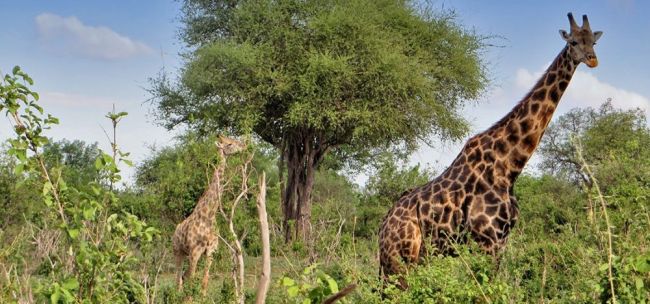 Giraffen im Chobe-Nationalpark