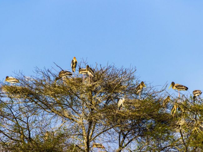 Keoladeo-Nationalpark