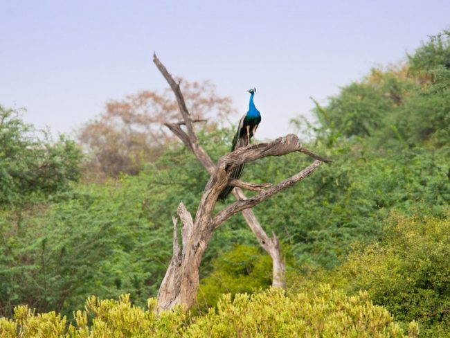 Bharatpur Nationalpark