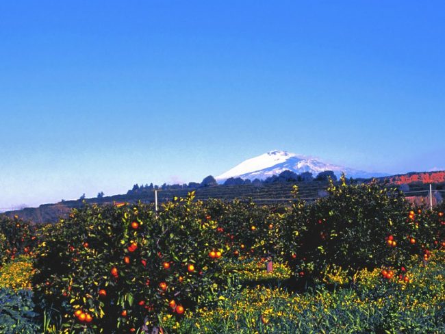 Orangenh&auml;nge mit &Auml;tna, Copyright ENIT, Sandro Bedessi