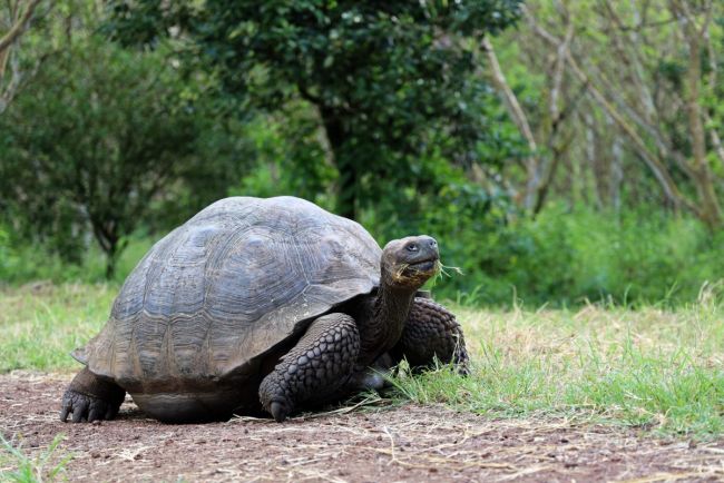 Riesenlandschildkröte