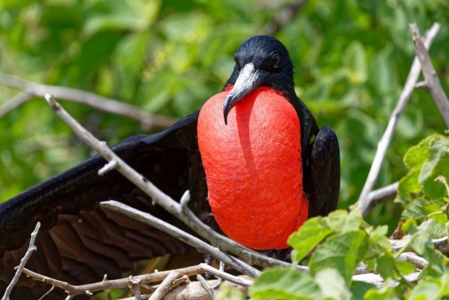 Fregattvogel auf Seymour