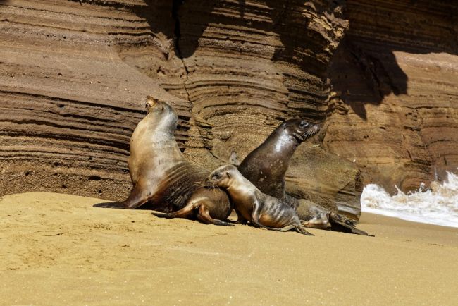 Seelöwen auf San Cristóbal