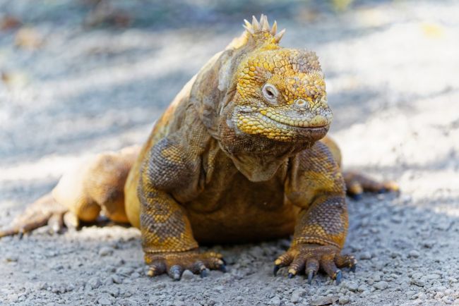 Landleguan auf Santa Cruz